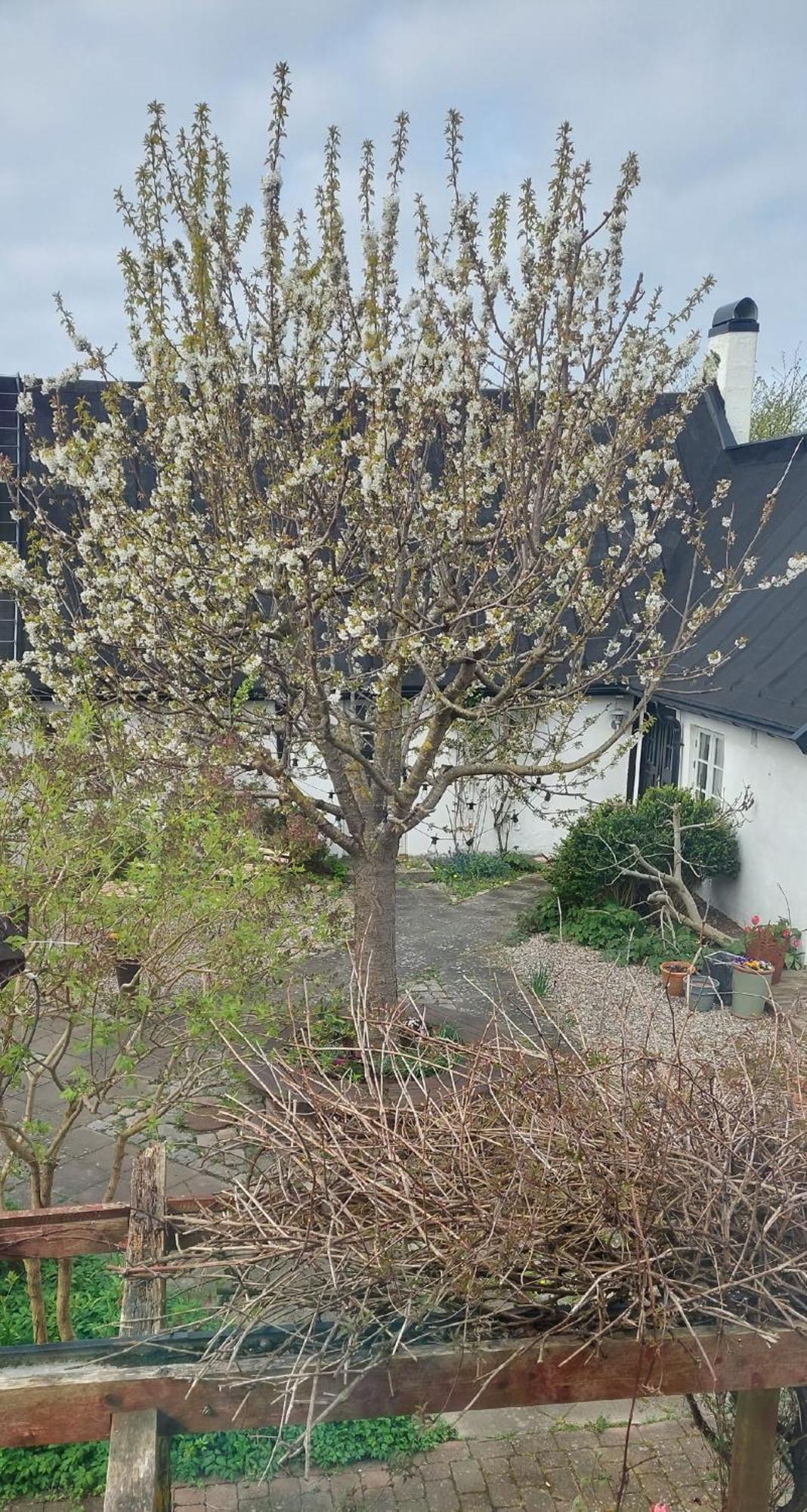 Bjerred B&B Bjärred Exteriér fotografie